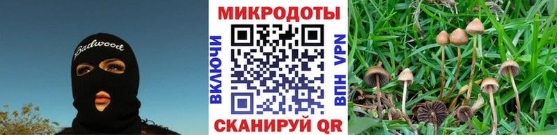 Купить Астрахань Псилоцибиновые грибы Cubensis